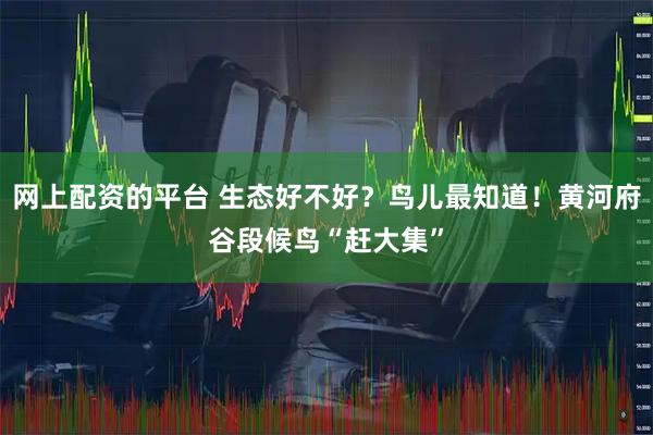 网上配资的平台 生态好不好？鸟儿最知道！黄河府谷段候鸟“赶大集”
